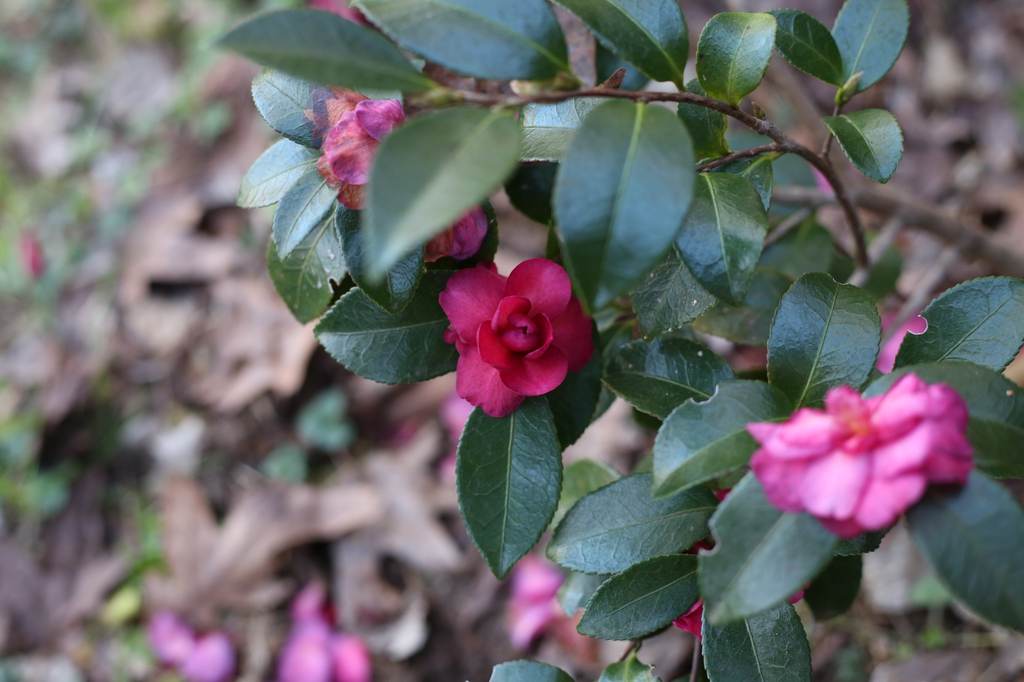 Glossy foliage and double dark pink flowers.