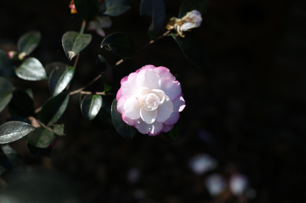A double flower, light pink with white center.
