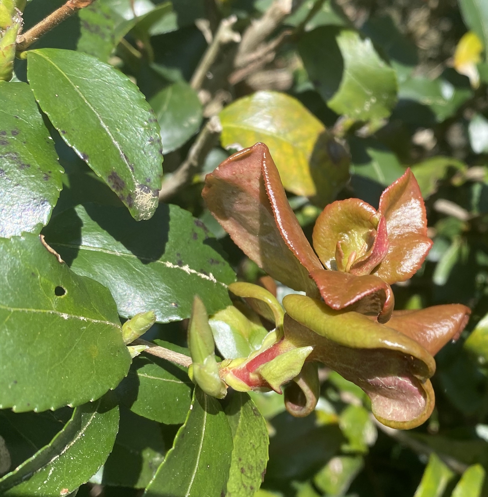 New growth thickened, enlarged & pale green with red edges.