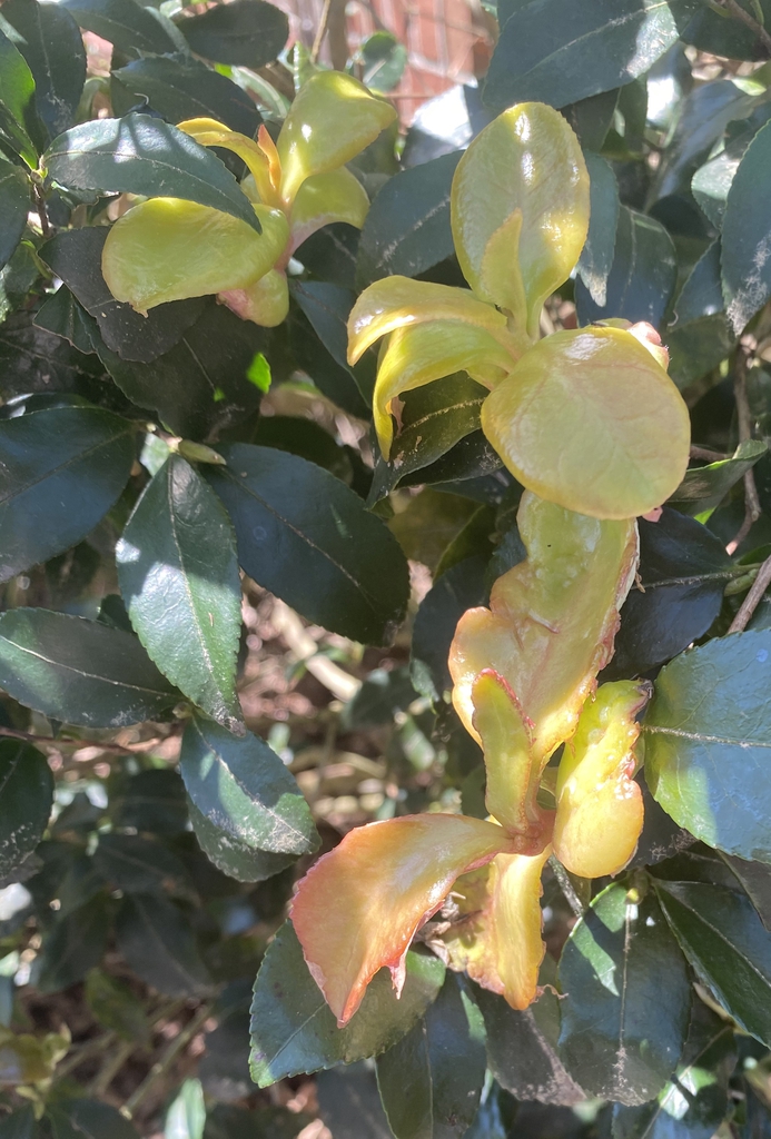 New growth thickened, enlarged & pale green with red edges.
