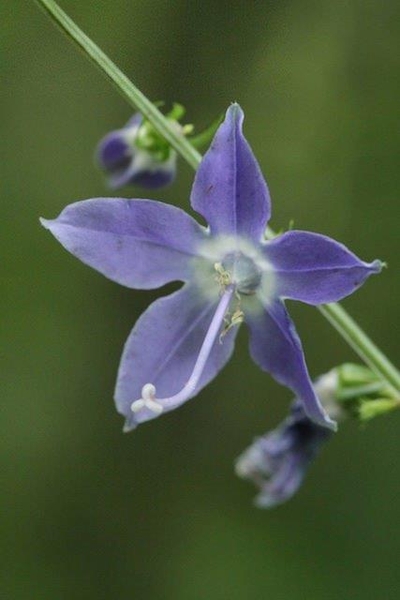 Campanual americana