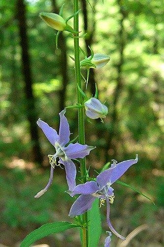 Campanula americana
