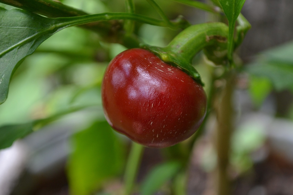 Capsicum annuum