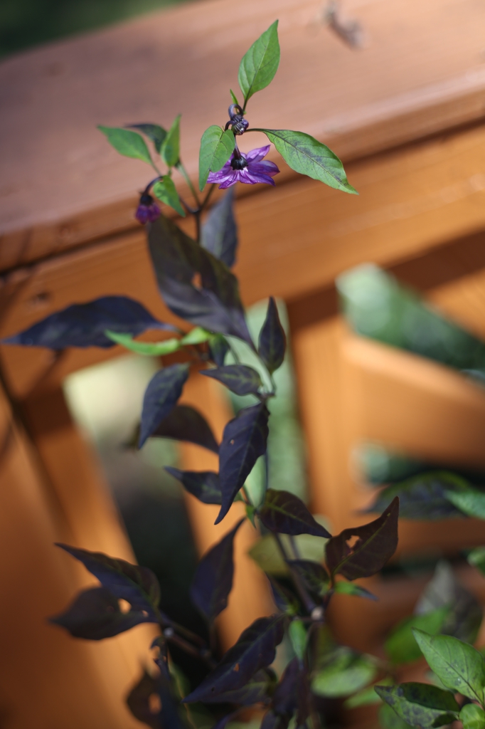 Capsicum annuum