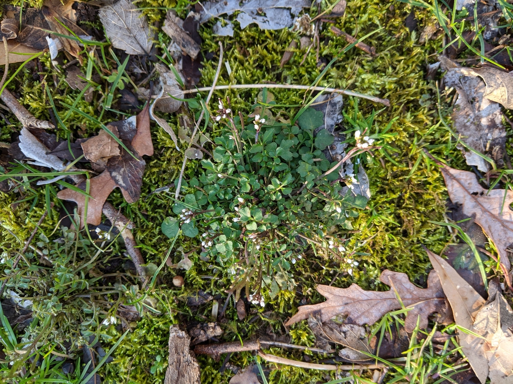 Cardamine hirsuta