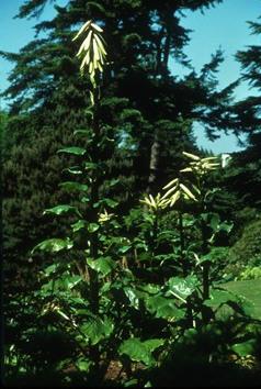 Cardiocrinum