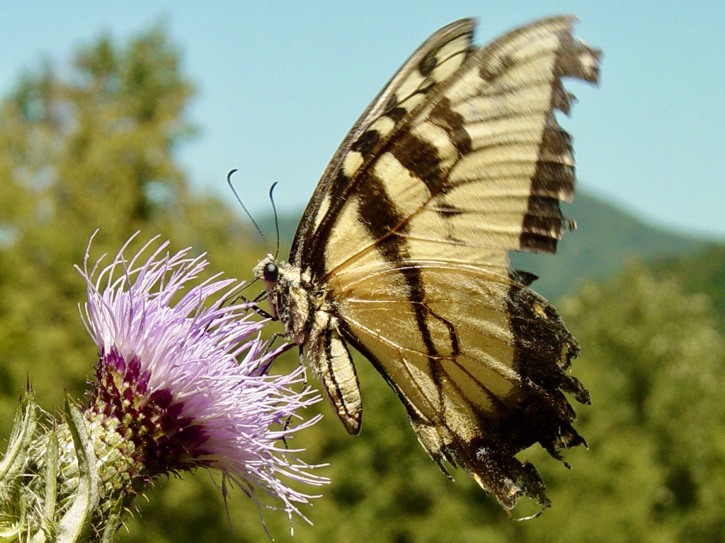 Yellow swallowtail sipping nectar from a thistle bloom.