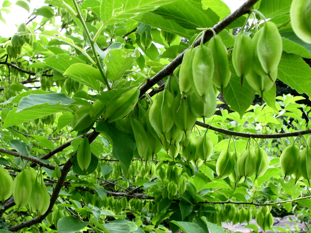 Immature fruits