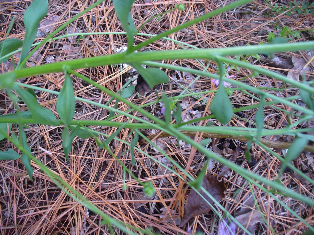 Carphephorus bellidifolius