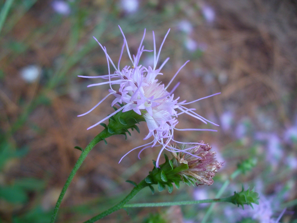 Flower and bud
