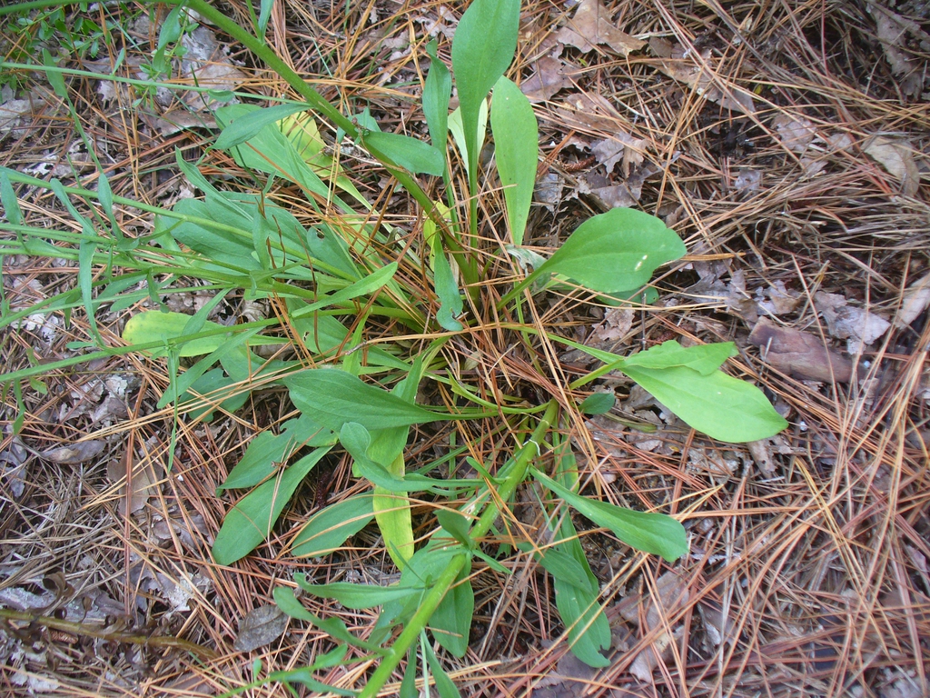 Green basal leaves in a rosette