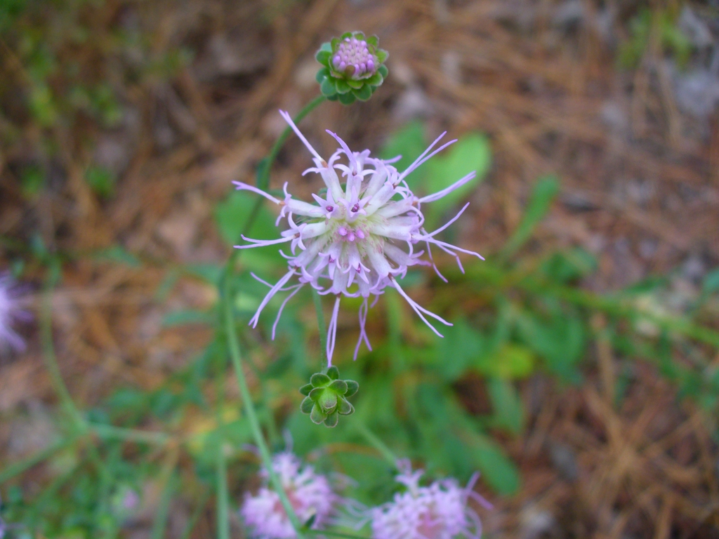Carphephorus bellidifolius