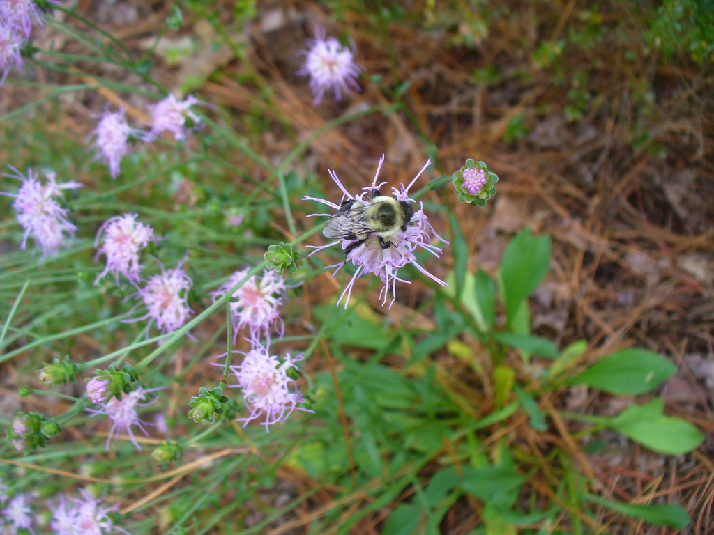 Bee on a flower