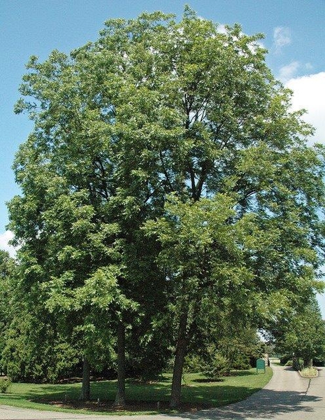 Carya illinoinensis