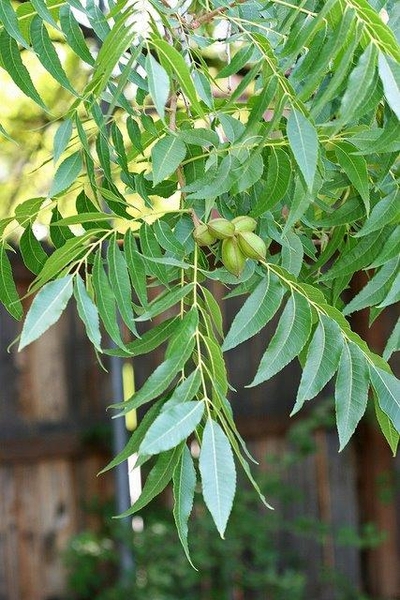 Carya illinoinensis fruit