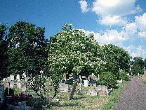 Catalpa bignonioides