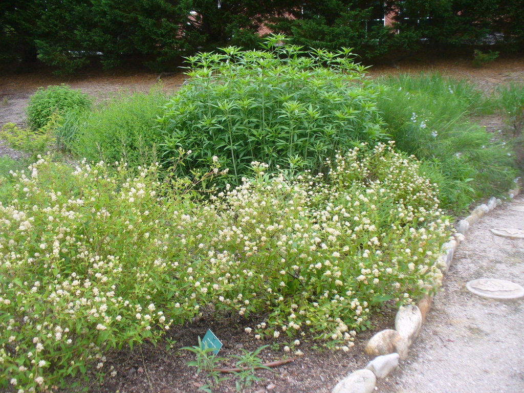 Form with Tall Coreopsis in spring in Moore County