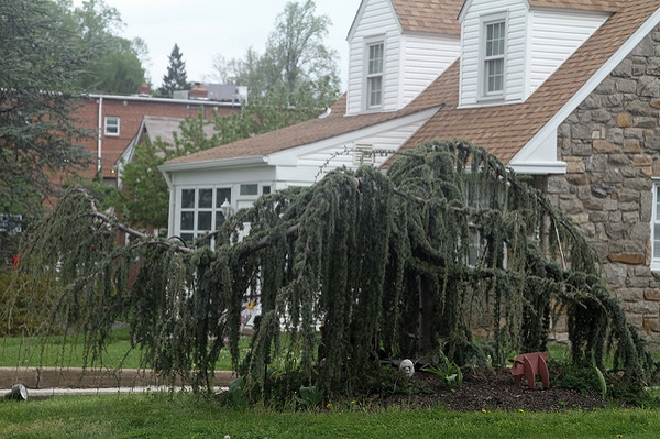 Cedrus atlantica 'Glauca Pendula'