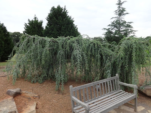 Cedrus atlantica 'Glauca Pendula'