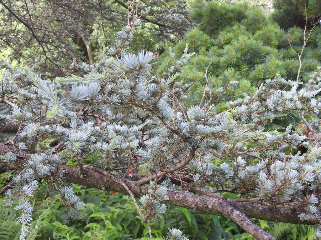 Cedrus atlantica branches