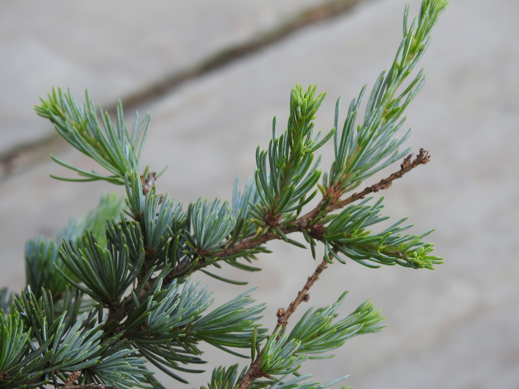 Cedrus atlantica needles