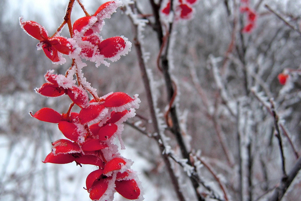 Fruits are very showy in the winter.