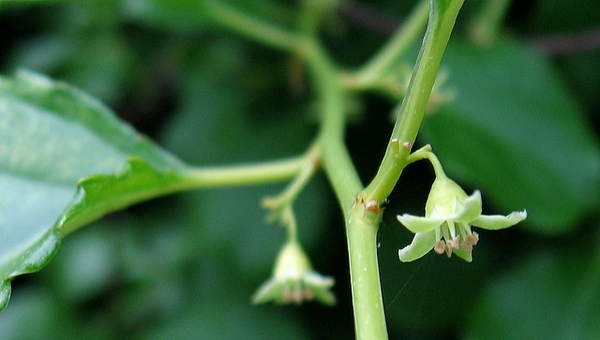 Small, dangling green flowers with 5 petals.