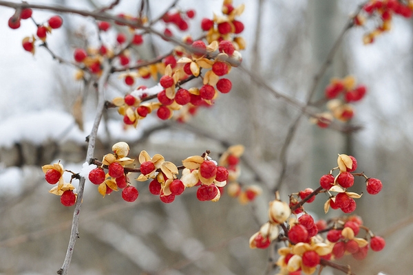 Leafless branches with open capsules displaying red seeds.