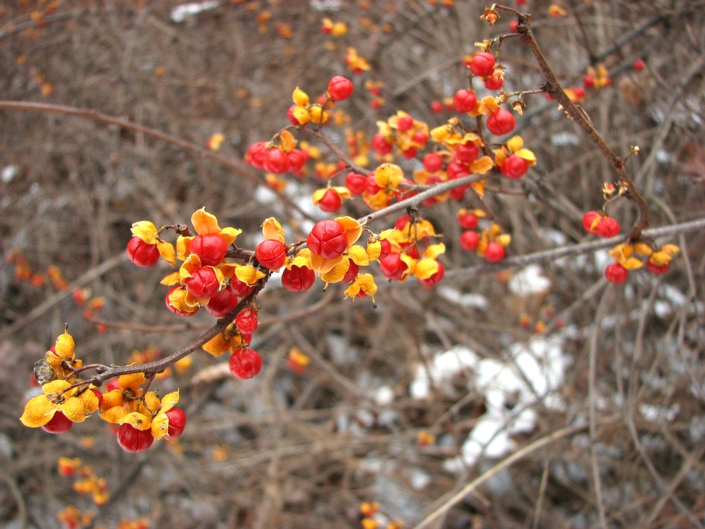 Leafless branches with open capsules displaying red seeds.