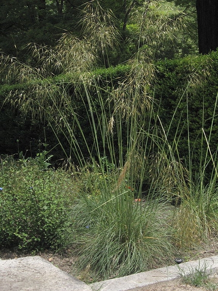 Celtica gigantea
