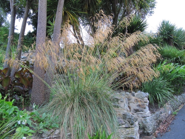 Celtica gigantea