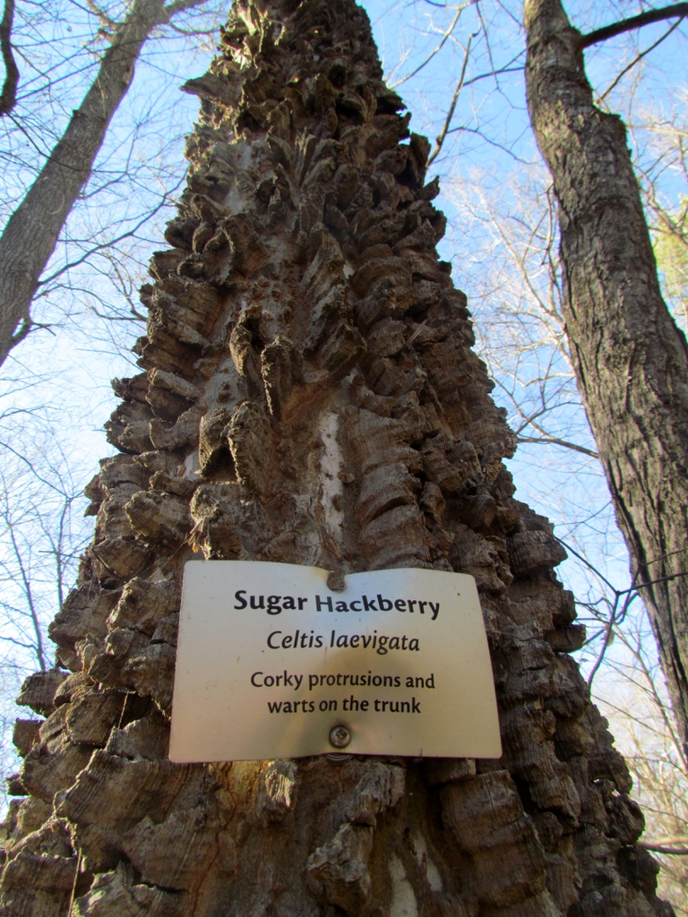 Warty bark of the sugar hackberry taken in Johnston Mill, NC.