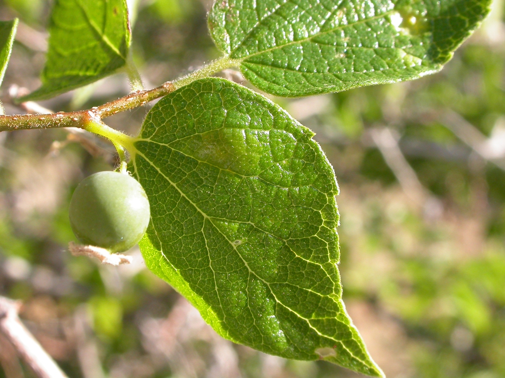 Celtis laevigata reticulata setting fruit in early summer.