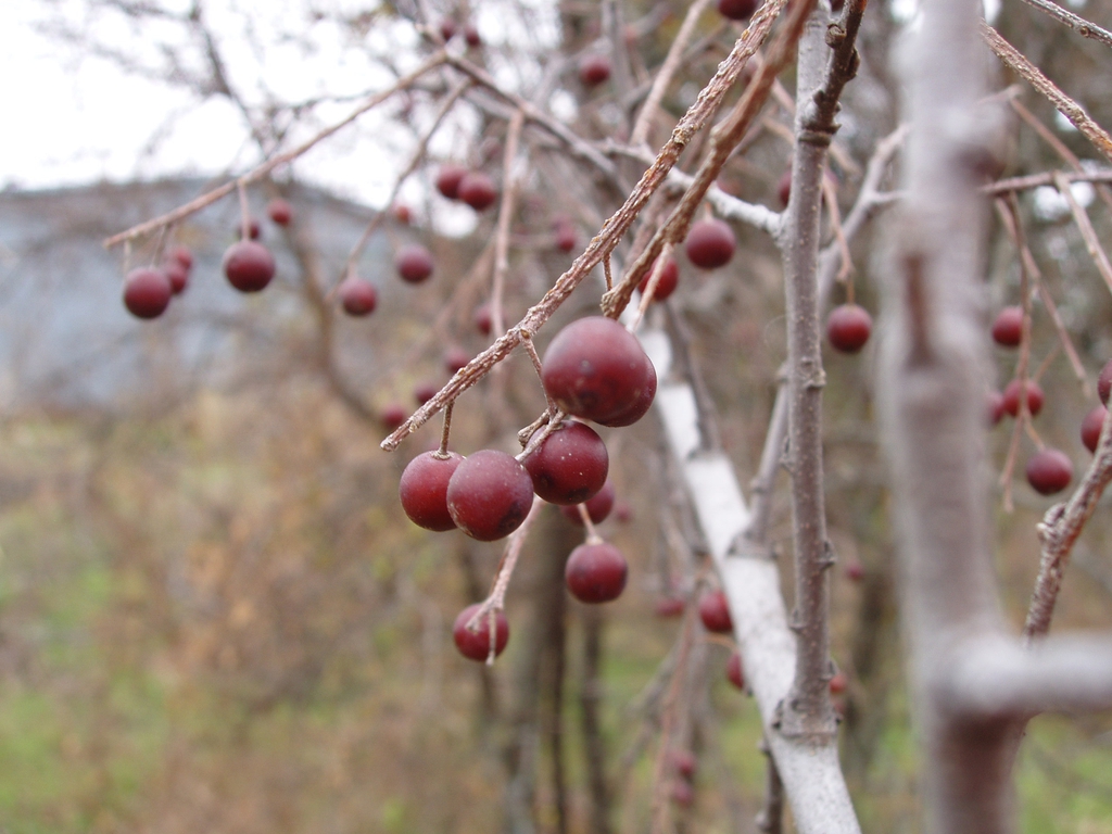 Ripe sugar berries in the fall.