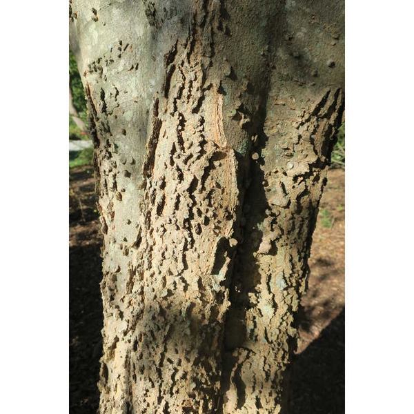Celtis tenuifolia