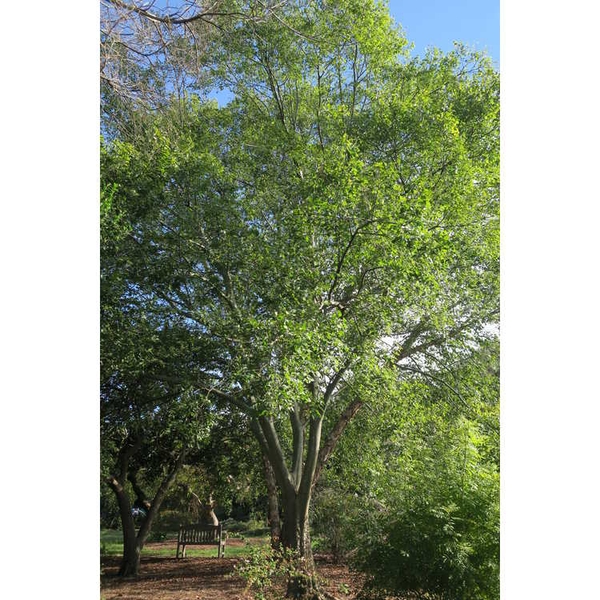 Celtis tenuifolia