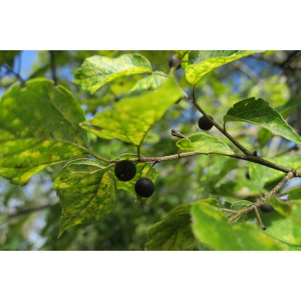 Celtis tenuifolia