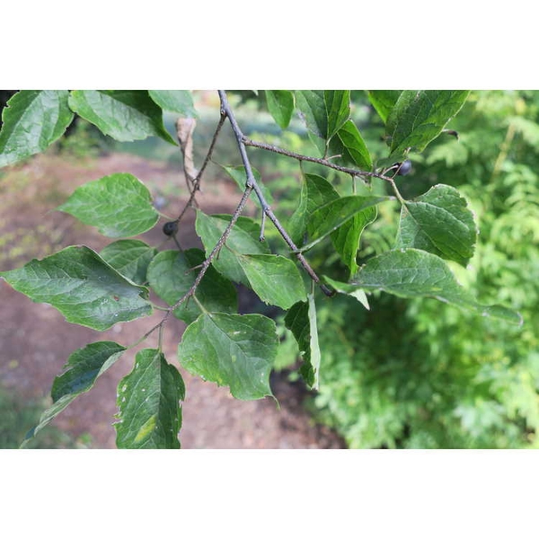Celtis tenuifolia