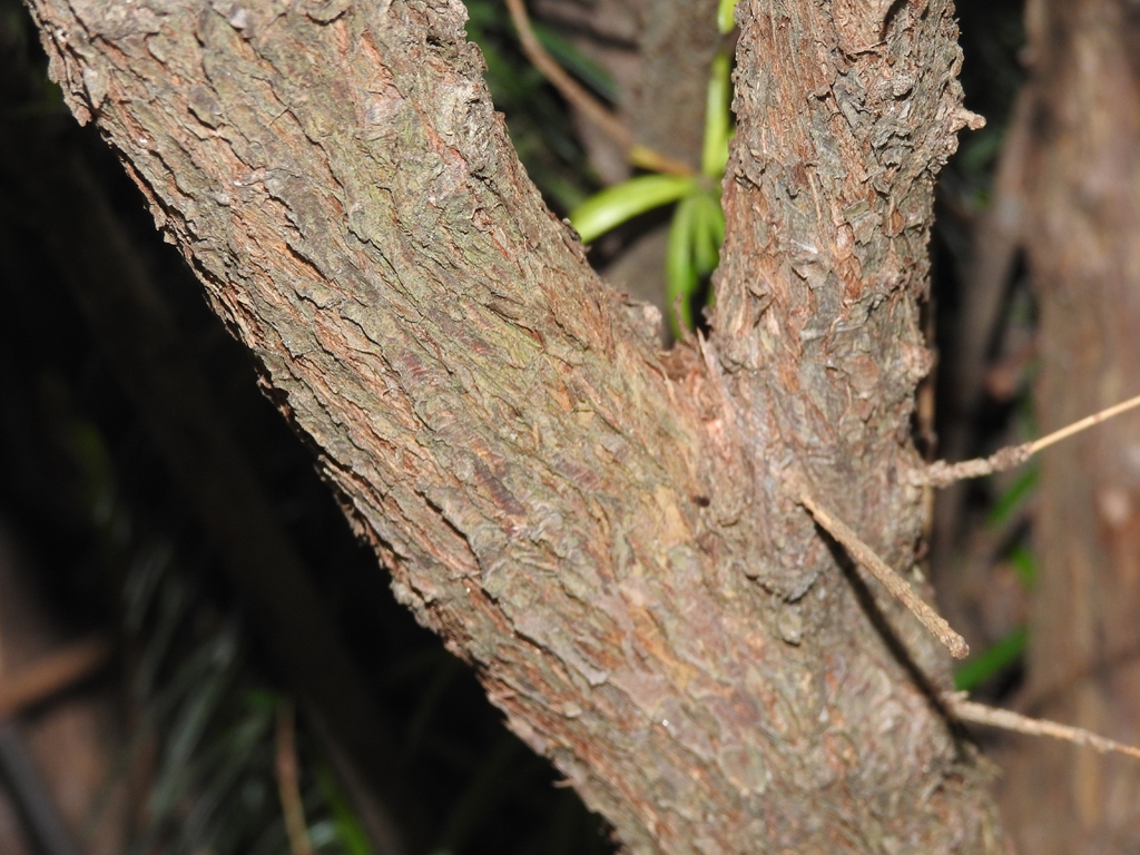 'Fastigiata' bark