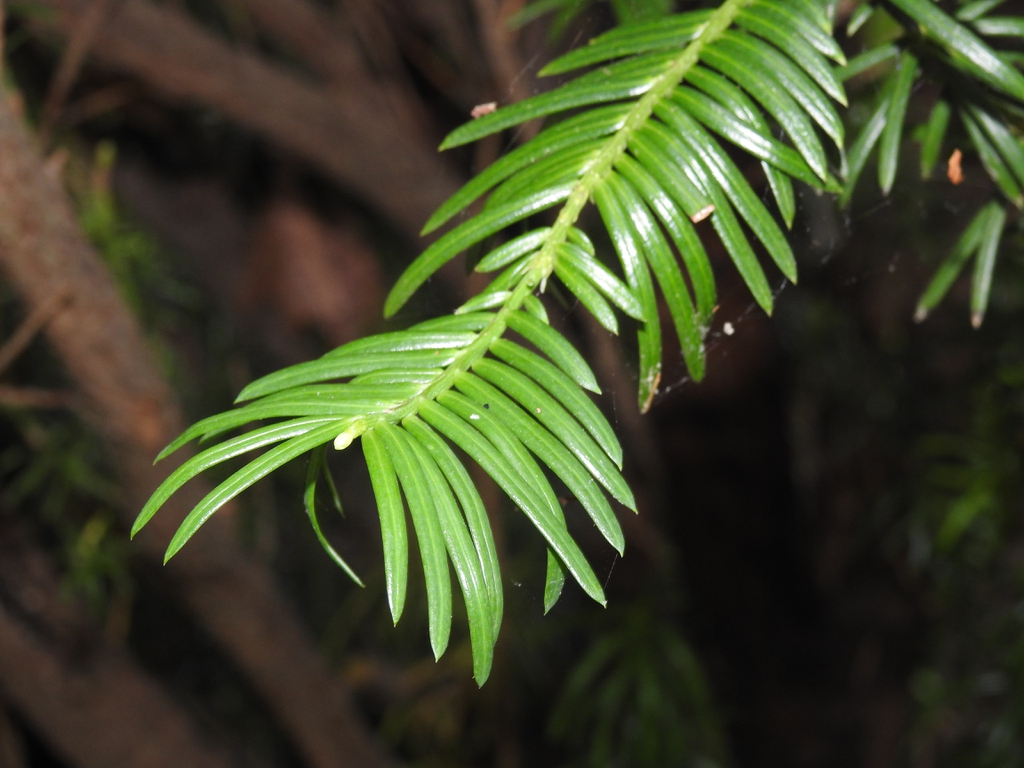 'Fastigiata' needles