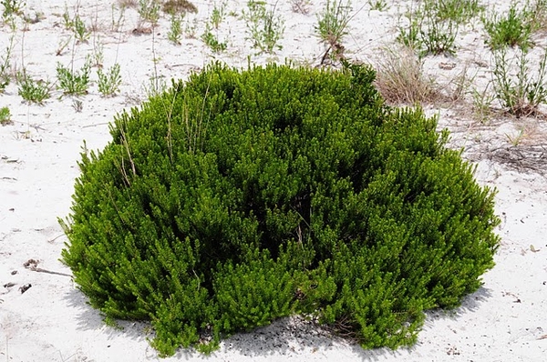 ceratiola ericoides