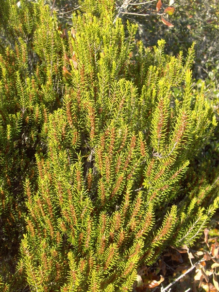 ceratiola ericoides