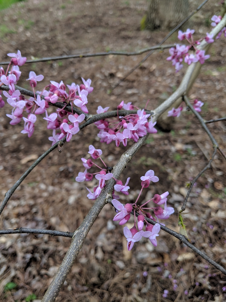pink flowers on bare branches