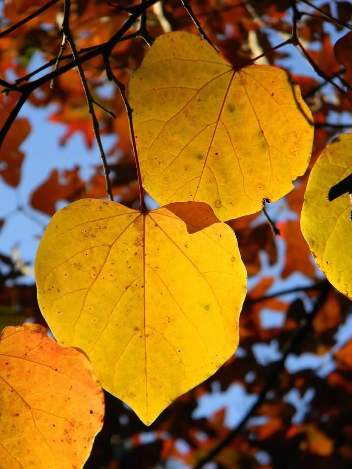 Fall leaf color, Buncombe Co. NC