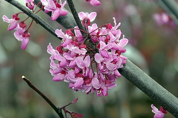 Cercis canadensis 'Forest Pansy'