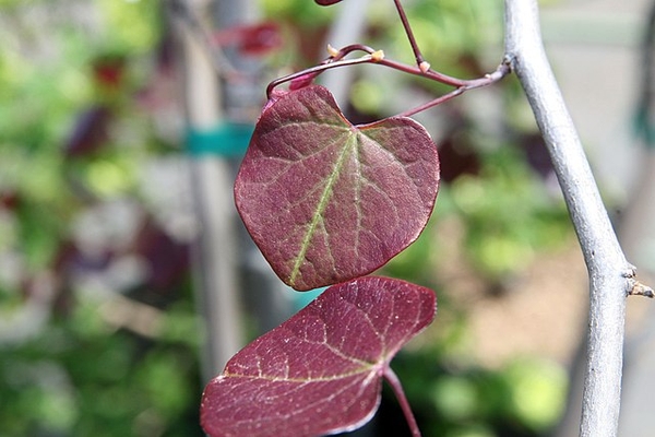 Cercis canadensis 'Forest Pansy'