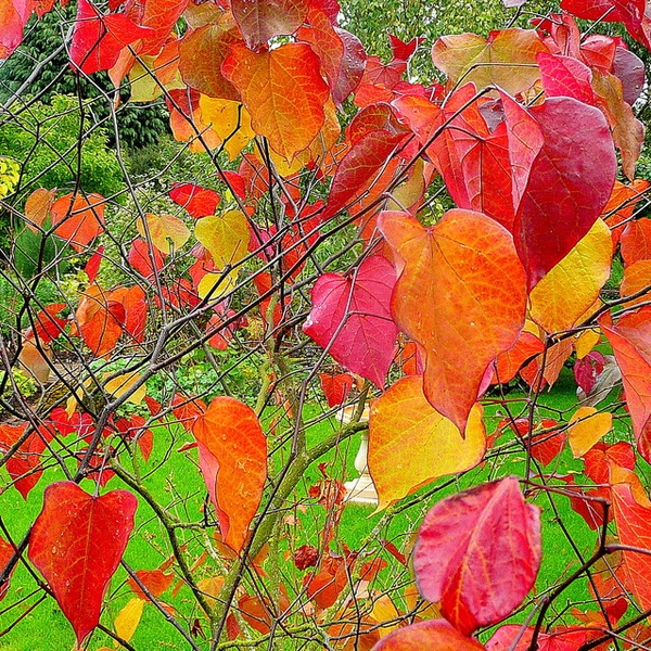 Cercis canadensis 'Forest Pansy'