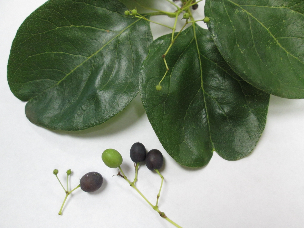 Chionanthus retusus