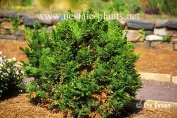 Chamaecyparis obtusa 'Nana'
