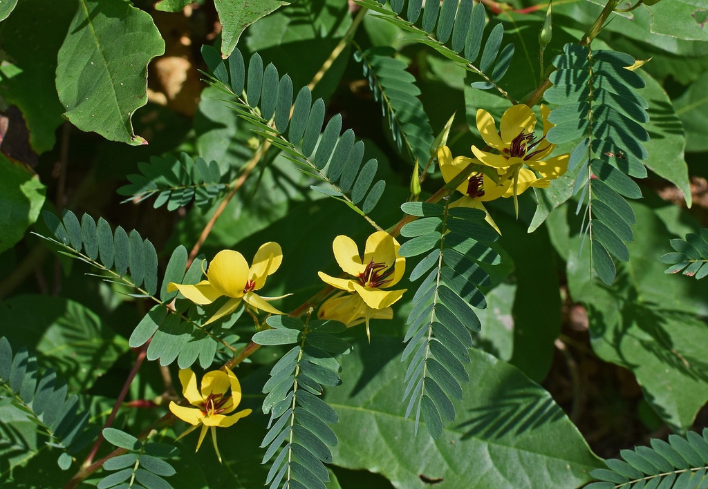Leaves